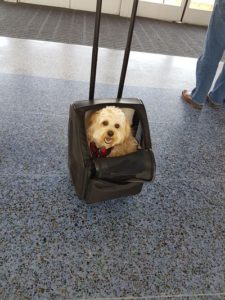dog-travel-tips-through-airport