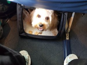 dog-travel-tips-flight